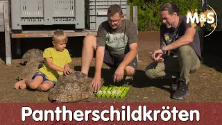 Pantherschildkröte | Stigmochelys pardalis (Geochelone) | Reptil TV