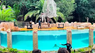 Sea Lions Show And Sea Lions At Jungle Park Best Moments 4K | Tenerife