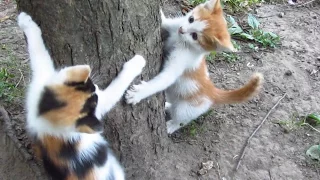 Kittens are a lot of fun to spend time under the trees