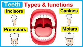 Types of teeth 🦷 | Incisors, canines, premolars & molars