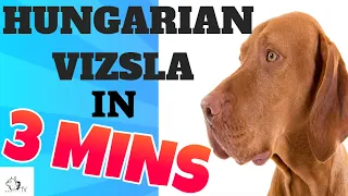 HUNGARIAN VIZSLA Dog Breed in 3 Minutes (2021)!