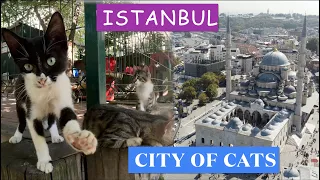 The Charming Cats of Istanbul: Maçka Democracy Cats Park and More