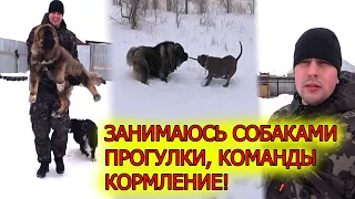 Занимаюсь собаками! Гризли щенок Кавказец!