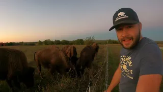 What Do Bison Sound Like?