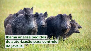 Ibama analisa pedidos de autorização para controle de javalis.