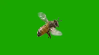 Bee Green Screen Effect 60 FPS #3