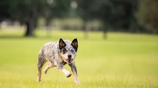 A Day in the Life of an Australian Cattle Dog - A Fun and Educational Video!