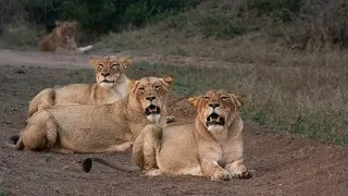 older kambula males at Kruger,old Talamati female and Imbali pride at Northern Sabi Sand