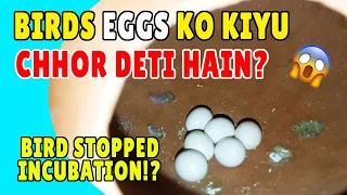 WHY BIRDS NOT INCUBATING EGGS??😱😰 Birds Apne Ando Ko Kiyu Nehi Sekti?Not Hatching Eggs Happy Budgies