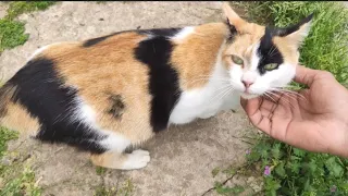 Pretty Pregnant Calico Cat Asks For Food.