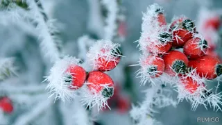 цыганская песня а в сентябре шиповник