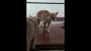 Kuttapi fighting with girlfriend