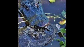Alligator Rips Head off and Eats Big Soft-shelled Turtle