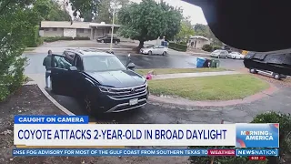 Coyote attacks 2-year-old in broad daylight | Morning in America