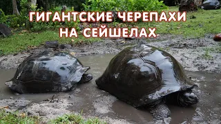 Гигантские черепахи на Сейшелах