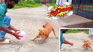 Balloon Prank on Dog | Dog Pranks | Try To Stop Laugh | Chitti Prank Video