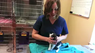 Kittens: How to Syringe Feed