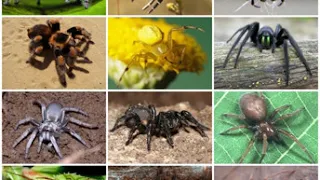 Spider | Wikipedia audio article