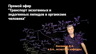 Транспорт экзогенных и эндогенных липидов в организме человека