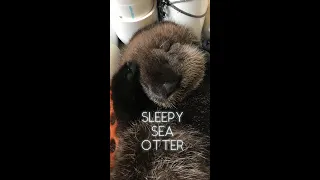 Sea otter gets tired and then puts itself to bed in her crib! #shorts