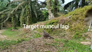 DUA KALI TURUN LAMAN....AJARAN KITA SIMANTAP  LANGSUNG...POINT PERDANA 💥👍👍