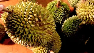 DURIAN "King of Fruits" | Eating World´s Smelliest Fruit | Giant Exotic Fruit 4K