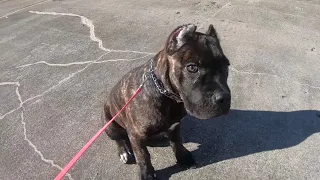 16 Wk Old Cane Corso Puppy’s 1st Leash Training Session | Kane Is Able 2