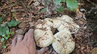 PINE Mushrooms Foraging on the 4th of JULY. 😲 🎆 🎇  Pt.3 FINAL.