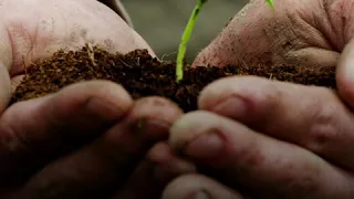 Planting 1.2 Trillion Trees Could Reverse The Effect Of Climate Change