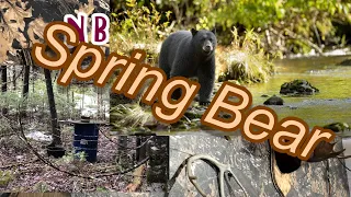 Spring Bear Bait COMPLETE Set Up