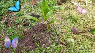 Planted Coconut Tree||FLORIFIC