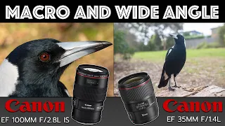 Canon 1DX Mark II Bird Photography with a MACRO & WIDE angle lens