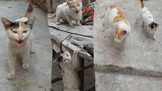 Mom Cat Came Instantly When Kitty Meow So Loudly But She's Hitting Kitten To Follow Her