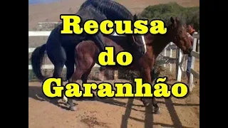 Recusa do Garanhão Turbante JO - Stallion with feeling - www.horsetv.com.br