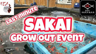 DONT MISS THIS - SAKAI GROW OUT EVENT! #japanesekoifish #stunning #competition