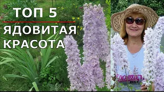 Топ 5 смертельно ядовитых цветов нашего сада!!!