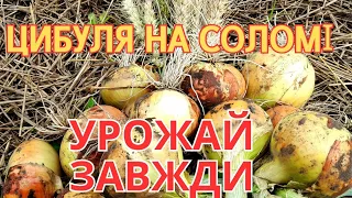 ВИБИРАЮ ЦИБУЛЮ🧅  ПОРОСЛА ЯК ГОЛОВА🫠Урожай кожного РОКУ.