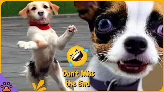 Laugh Out Loud Pets: Funniest Videos Compilation #69