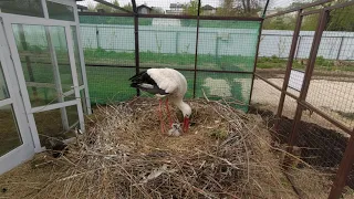 Рязанский дом белого аиста: Птенцам Русланы и Гоши два дня