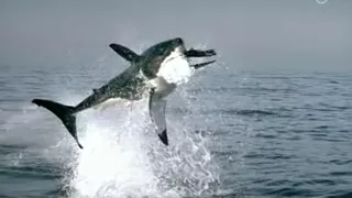 Weißer Hai White Shark jagt Robbe hunting seal