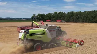 Harvest 2022 | 3x CLAAS Lexion (6900 / 770 / 760) | Jiřice u Miroslavi