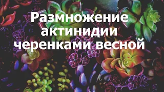 Размножение актинидии черенками весной