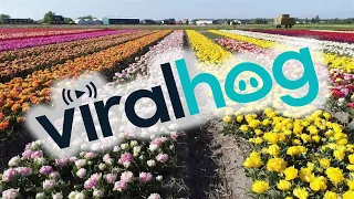 Beautiful Hyacinths and Tulips Bloom in Holland || ViralHog