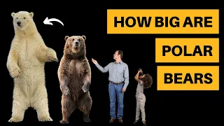 How Big Are Polar Bears? [Size Comparison]