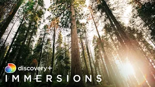 Sequoia Light | discovery+ Immersions (Slow TV)