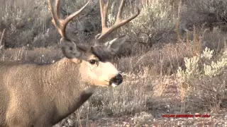 MULE DEER BUCKS WY WINTER RANGE 2014 BIG NON TYPICAL & TYPICALS