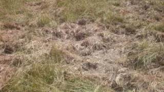 Pig Bomb Texas Wild hog pasture damage one belly up