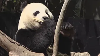 Zoo Atlanta sending beloved giant pandas back to China
