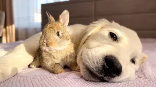 Cute Golden Retriever Puppy and Tiny Bunny