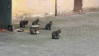 Synchronized Cats in St. Petersburg, Russia